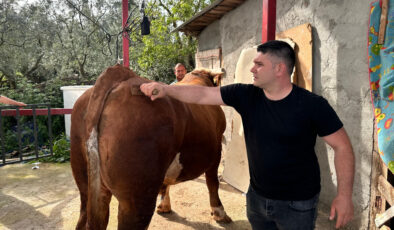 Bursa’da 1 tonluk danası için 380 bin lira istiyor