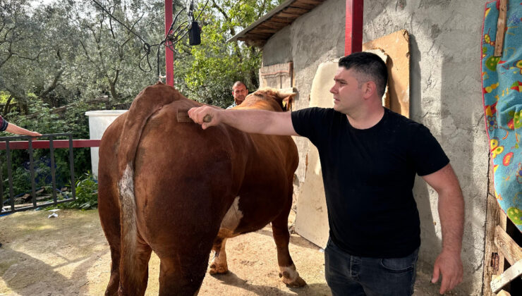 Bursa’da 1 tonluk danası için 380 bin lira istiyor