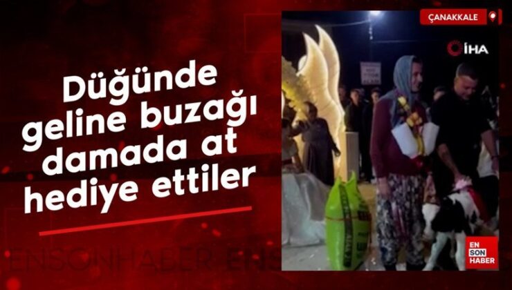 Çanakkale’de düğünde geline buzağı damada at armağan ettiler