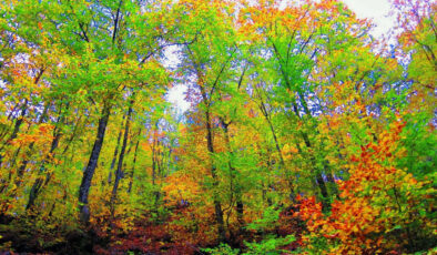 Çanakkale’de ormanlara giriş yasağı