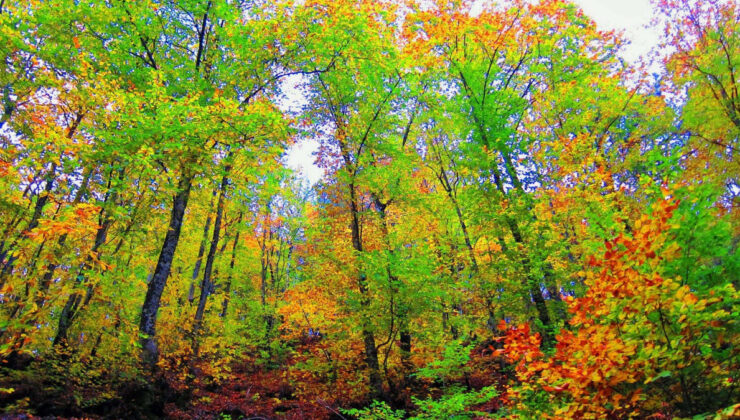 Çanakkale’de ormanlara giriş yasağı