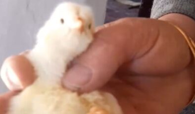 Çankırı’da yumurtadan 4 ayaklı civciv çıktı