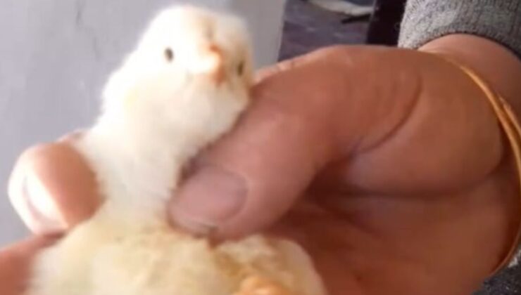 Çankırı’da yumurtadan 4 ayaklı civciv çıktı