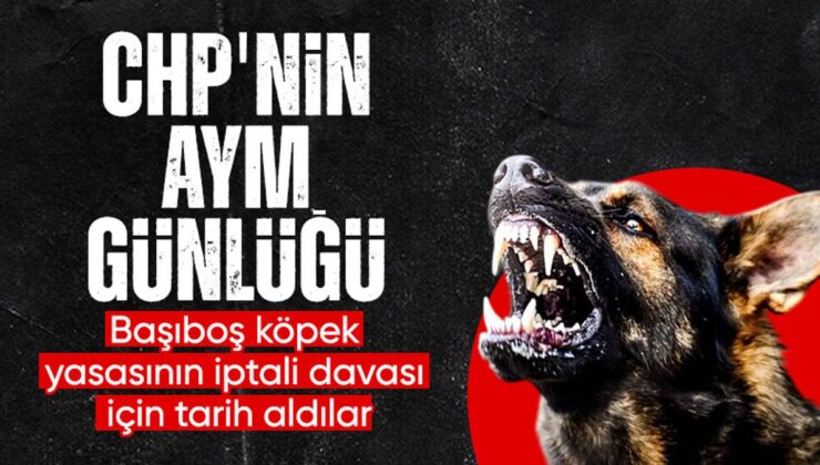 CHP başvurmuştu: AYM başıboş köpek yasasını asıldan inceleyecek