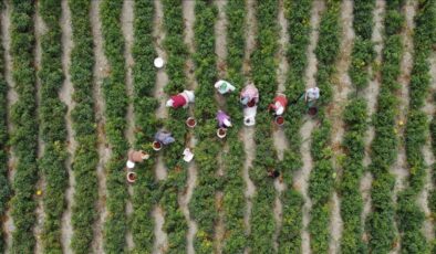 Çiftçilere 3,1 milyar lira takviye ödemesi bugün yapılıyor