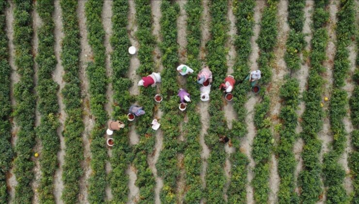 Çiftçilere 3,1 milyar lira takviye ödemesi bugün yapılıyor