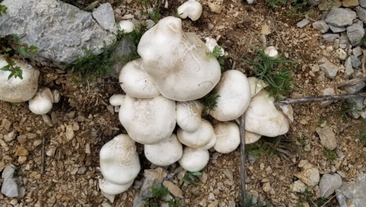 Dağlarda resen yetişen Çaşır mantarı: Kilosu bin 250 TL