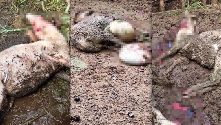 Denizli’de kurt, kurbanlık kuzuları telef etti