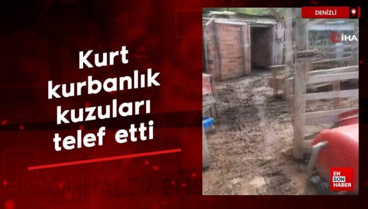Denizli’de kurt, kurbanlık kuzuları telef etti