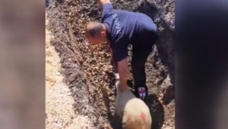 Diyarbakır’da kanalizasyon borusuna sıkışan kuzu kurtarıldı