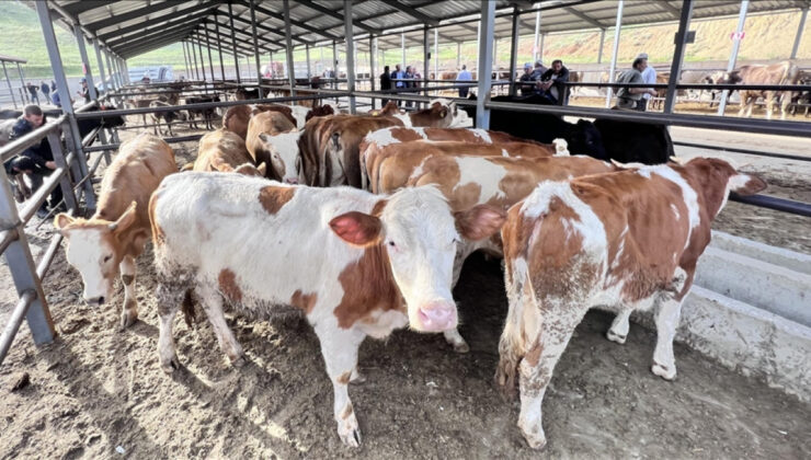 Doğu Anadolu’dan kurbanlık sevkiyatı başladı