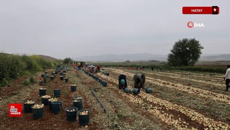 Don ve kuraklığın rekolteyi etkilemediği soğan, tarladan 8 TL’den alıcı buluyor