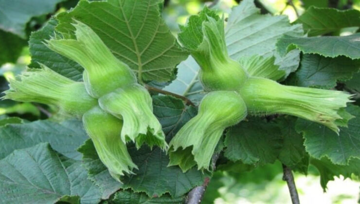 Düzce’de AB ülkelerine 11 bin 71 ton fındık gönderildi