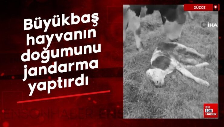 Düzce’de büyükbaş hayvanın doğumunu jandarma yaptırdı
