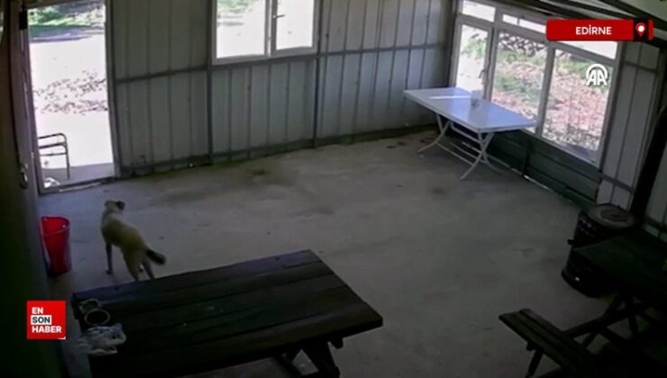 Edirne’de 5 aylık köpek köy sakini tarafından bastonla dövüldü