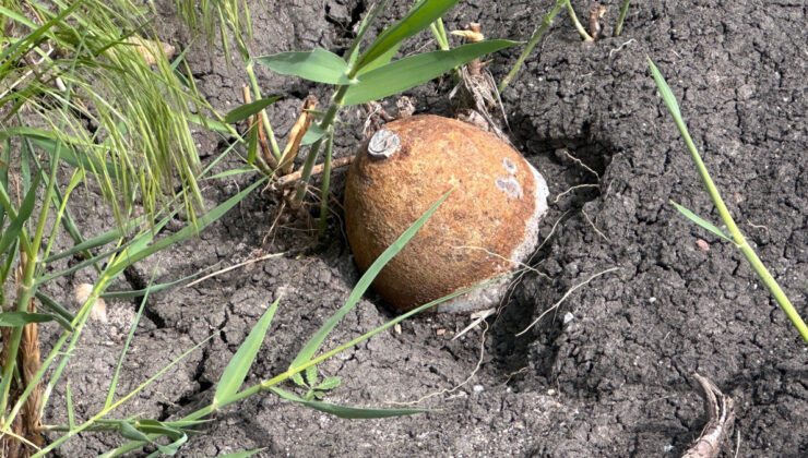 Edirne’de ayçiçeği tarlasında top mermisi bulundu