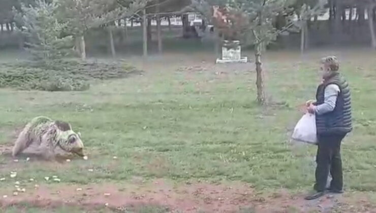 Erzincan’da Çemşit ismini verdiği bozayıyı eliyle besledi