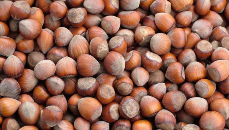 Fındık ihracatından 2025’in birinci 4 ayında 852 milyon doları aşkın gelir