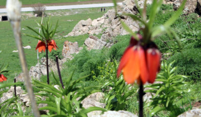 Hakkari’de aykırı laleleri jandarma takımları koruyor