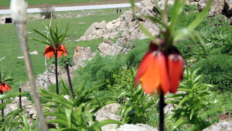 Hakkari’de aykırı laleleri jandarma takımları koruyor