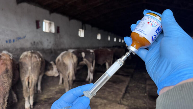 Hakkari’de şap hastalığı nedeniyle hayvan hareketleri durduruldu