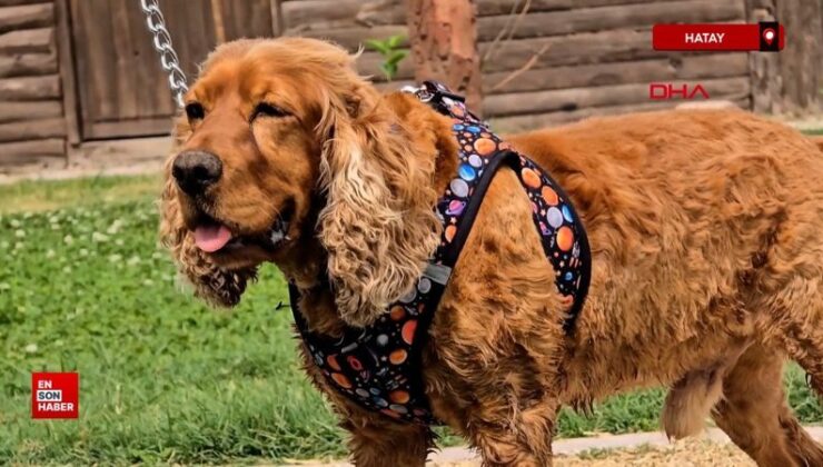 Hatay’da 3 aydır kayıp köpeği Çilek’i ağaca bağlı halde buldu