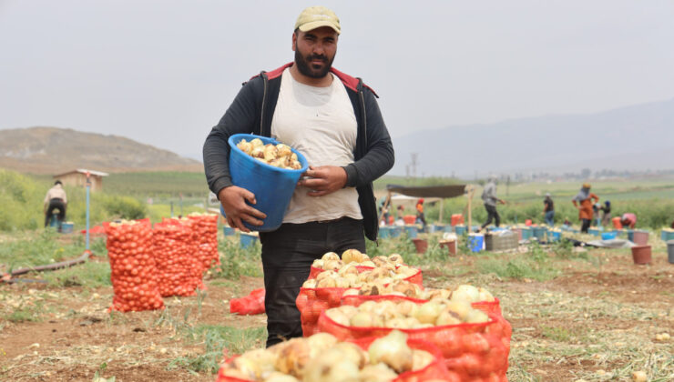 Hatay’da don ve kuraklık rekolteyi etkilemedi: Soğan tarladan 8 TL’den alıcı buluyor