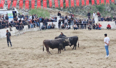 İspir’de boğa güreşleri: Boğa sahipleri arbede etti