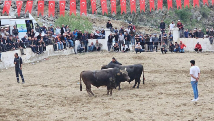 İspir’de boğa güreşleri: Boğa sahipleri arbede etti