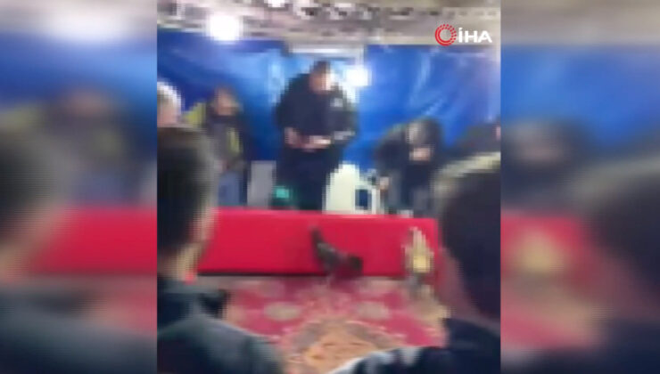 İstanbul’da horoz dövüşü yaptıranlara ceza yağdı