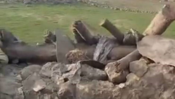 Kars’ta ahır çöktü: Büyükbaş hayvanlar telef oldu