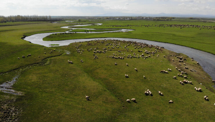 Kars’ta besiciler hayvanlarıyla birlikte meralara çıktı