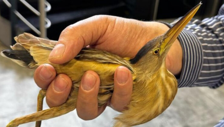 Kayseri’de jenerasyonu tükenmekte olan balaban kuşu bulundu