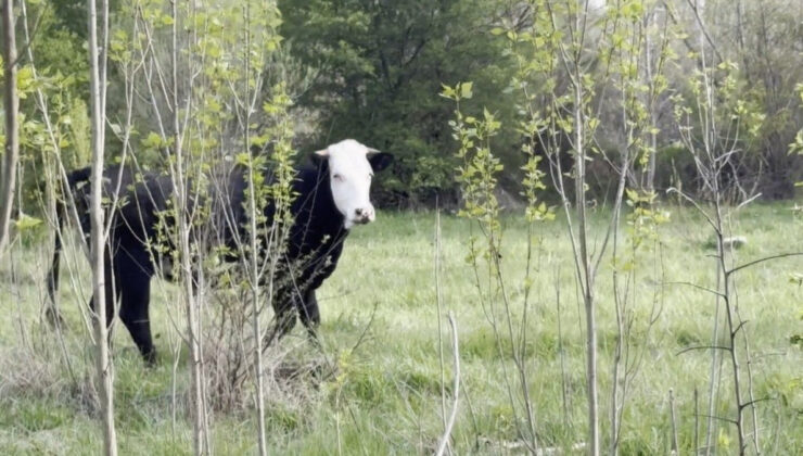 Kayseri’de kaybolan düve drone ile bulundu