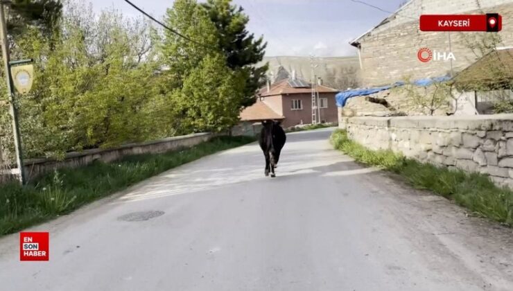 Kayseri’de kaybolan düve drone ile bulundu