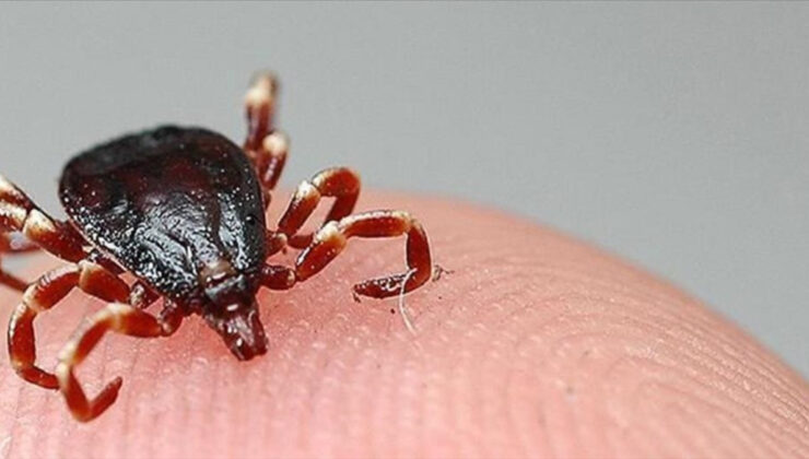 Kenelerin neden olduğu hastalıklar