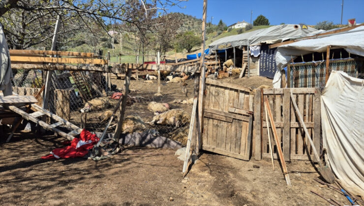 Kırıkkale’de kurtlar, 25 koyunu telef etti