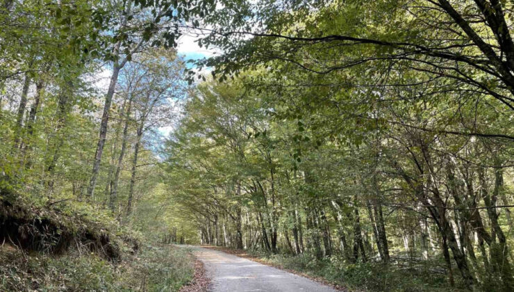 Kırklareli’de ormanlara giriş yasaklandı