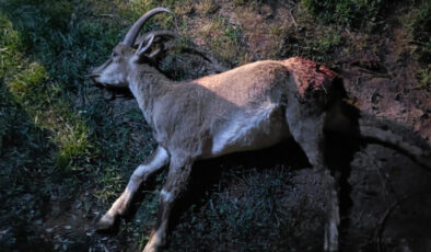 Konya’da dağ keçisini vuran 2 şahsa 687 bin 974 lira ceza