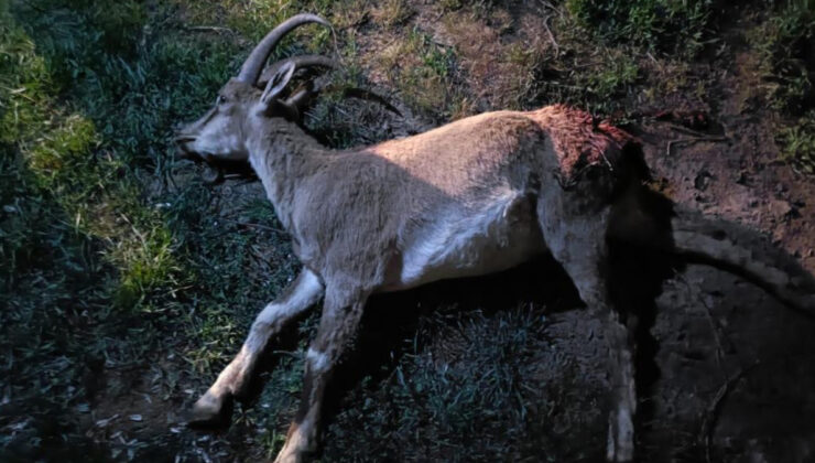 Konya’da dağ keçisini vuran 2 şahsa 687 bin 974 lira ceza