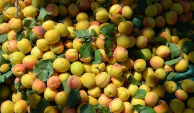 Malatya’dan nisanda 23 milyon dolarlık ihracat