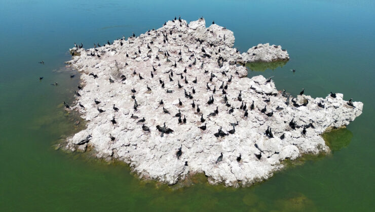 Manisa’daki lav kalıntıları göçmen kuşlarla canlandı