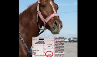 Mersin’de atla markete giden bireye alkollü araç ve trafik cezası kesildi