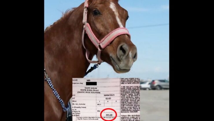 Mersin’de atla markete giden bireye alkollü araç ve trafik cezası kesildi