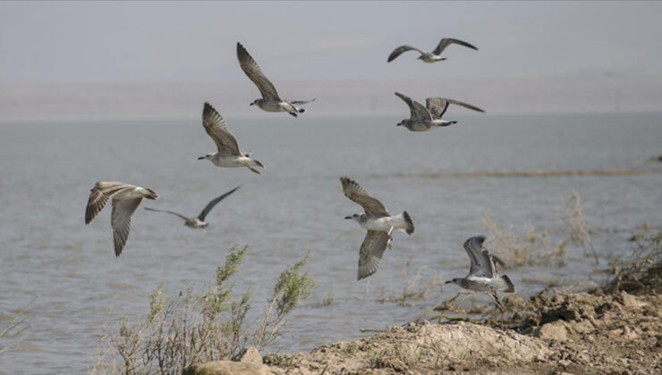 Milleyha Kuş Cenneti müdafaa altına alındı