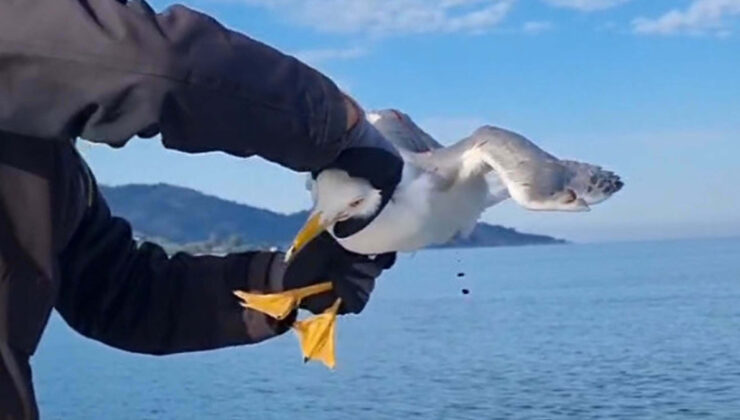 Muğla’da amatör balıkçı, oltasına dolanan martıyı kurtardı