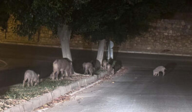 Muğla’da yaban domuzlarıyla gayret için adım atıldı