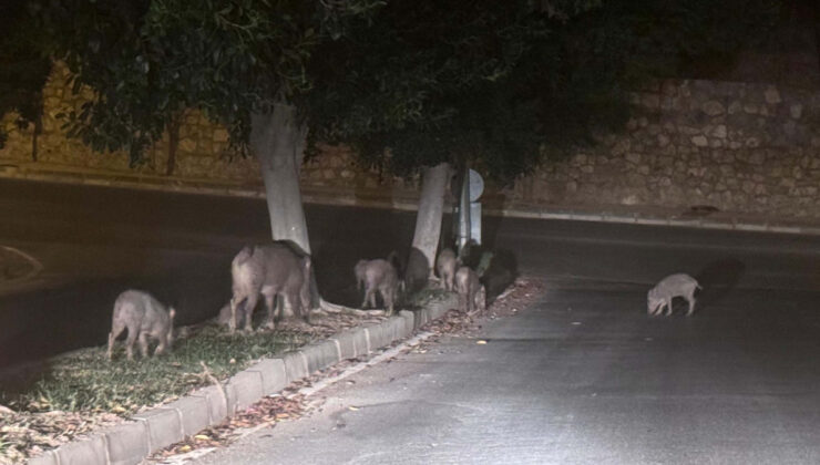 Muğla’da yaban domuzlarıyla gayret için adım atıldı