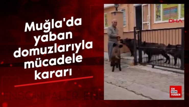 Muğla’da yaban domuzlarıyla uğraş kararı