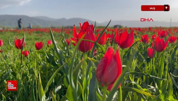 Muş Ovası, lalelerle kırmızıya büründü